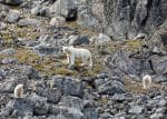 A mother polar bear and her two cubs on a rocky hillside in Baffin Island
