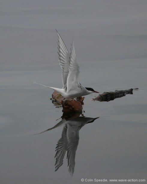 After a night of torrential thunderstorms, and a high spring tide, the Firth of Clyde was full of floating timber. And in the unearthly light of a flat calm dawn, nature was waking up. This arctic tern settled on a log just ahead of us, so we shut down the engine and just drifted towards it. There was only a moment to capture the image, and so I thanked my lucky stars that my camera was ready and with the right long lens fitted!