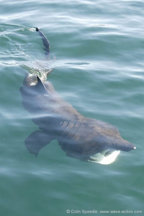 Capturing the essence of nature is what it's all about - and it's not always as easy as it sounds. The basking shark is a primeval creature, colossal and mysterious, so I was delighted to get this shot that captures a glimpse of its essence. But a polarising filter fitted to the lens (if I'd had time!) would have removed the reflection on the water and made it perfect - next time, though.... Prepare, dammit!