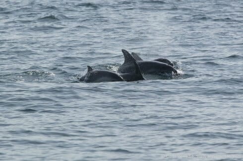 Bottlenose dolphins mothers are strongly protective of their offspring, preferring to avoid boats, so it's rare to get a good image of the youngsters. This picture shows just how powerful that bond is, with the two calves sticking close to their mothers. By handling the boat carefully and allowing them to overtake us, they plucked up the courage to come and take a quick look at us, but without a long lens the image would have no impact at all. A happy combination of great new technology and old-fashioned fieldcraft.