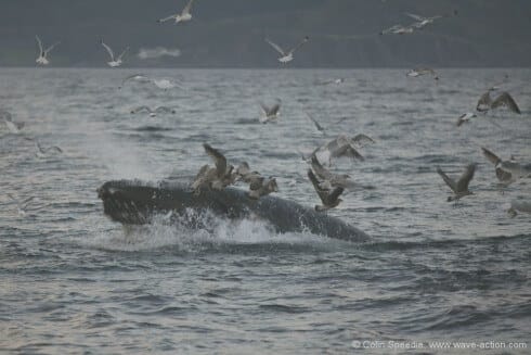 Humpback whales are still very rare in UK waters, so it's always a thrill to see one. This youngster had found a shoal of sprats to feed on and was lunging through them repeatedly, blasting the excess water out through its baleen plates before diving to repeat the process - the gulls and auks filling the air with their shrill cries whilst they picked up the scraps. The birds often take off from the water a second or so before the whale hits the surface, giving àway its arrival to the photographer - watching and anticipating the action always pays off. The use of a long lens here allowed me to really get to the heart of the action in the most intimate way, and without disturbing the whale. And every time I look at this image, I am taken straight back there, the sight, the sound, the smell, the moment and the company - and isn't that what it's all about?