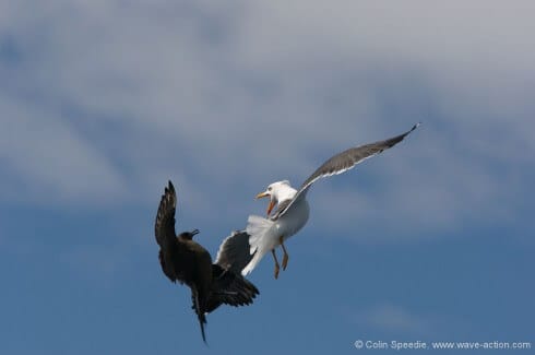 Arctic skuas are unafraid of anything - even a fellow predator like a lesser black-backed gull. We had an aerial battle rage around our mast for a couple of minutes whilst the skua tried to force the gull to disgorge its food, and the gull tried to find shelter around our rig. And the result was, of course, a foregone conclusion. In conditions like this follow focus and high speed continuous shooting works well.