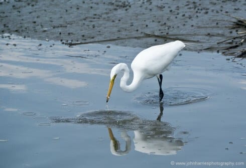 I don't consider myself a wildlife photographer. However, watching wildlife is a big part of our enjoyment of voyaging, and so I always try and get one good bird or animal shot to fill out the story of a place. What I look for is a composition like this that puts the animal in the place, rather than a killer close up shot. This was taken in the marina at low tide, when we were on our way out for a walk. Another time when the key to success was having a camera with me most of the time. The lens was a zoom all the way out at 280mm. Another time when my mirrorless camera came into its own, because there is no way I would have been lugging my big kit with a lens this long. I waited for the bird to look interested and then fired a burst of 3-5 frames as it darted for the fish. I took about 20 frames to get this decisive moment with the fish in its beak. You don't need a camera with blindingly fast frame rate for this, but about 4 frames a second is the minimum.