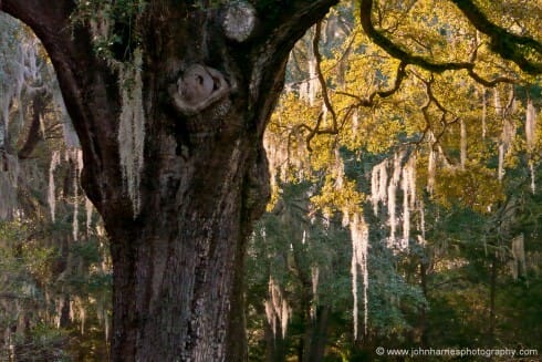 This photo just screams "The South", at least to me. I really like the long evening light making the spanish moss glow, and the contrast to the gnarled old live oak trunk. Like the last shot, this is really pushing the capabilities of my rather old mirrorless camera. And since I was not using a tripod, I had to push the ISO to get a fast enough shutter speed in the late evening light, even with the image stabilized zoom I was using. So the shot is both noisy and a bit soft from camera shake. A few years ago I would have discarded it. But lately I have learned that the strength of an image and its importance to the story being told trump a few small technical issues that most people will never notice. That is not to say that I ignore the importance of craft, but if the choice is no shot, or pushing the technical envelope, I will make more compromises than I used to.