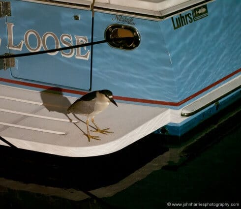 These night herons hang around the marina and fish all night. I included this shot both because I like it and to show you what can be done once you take a step up in camera quality. This was taken with a mirrorless camera at ISO 1600 with a 90mm prime lens wide open at F1.8 in near darkness. Try this with a point and shoot and all you will have is a noisy pixilated mess. 
