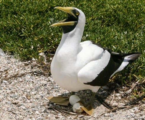 Masked booby at Ilha Siriba