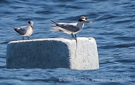 Surfing terns – a new use for floating debris