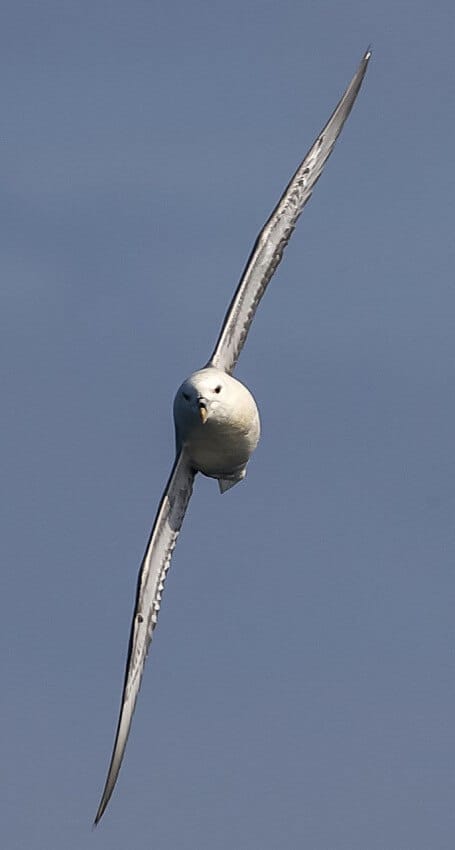 A fulmar performs aerobatics around our stern