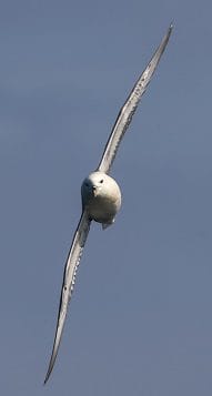 A fulmar in flight A fulmar performs aerobatics around our stern