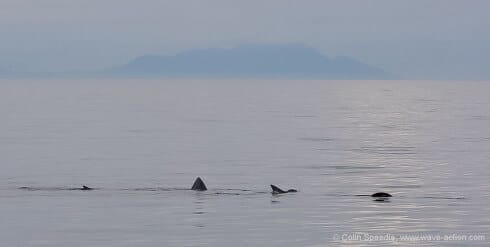 What we came to record – two basking sharks engaged in courtship behavior