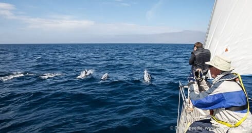 White-beaked dolphins put on a show for us