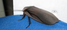 A huge beetle A bug the size of a bird