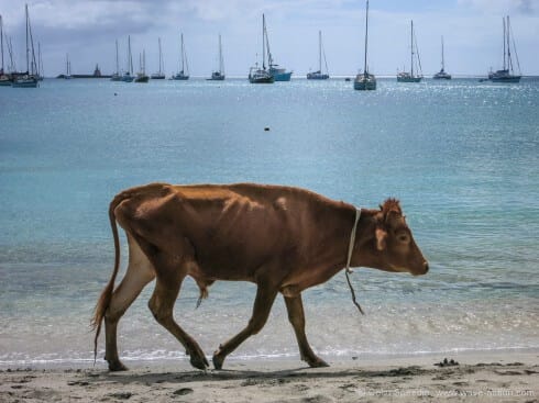 Cow on the beach