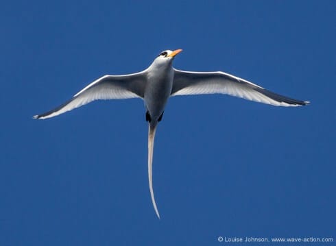 White-tailed Tropic Bird