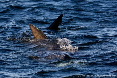 A basking shark feeding, Coll