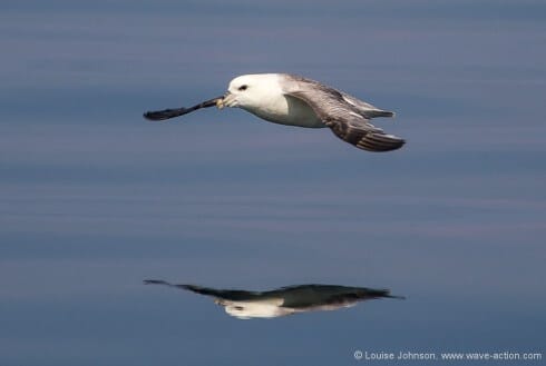 Gliding fulmar, Coll