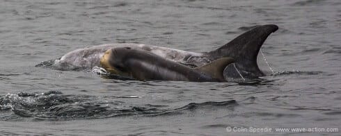 Risso’s dolphin mother and calf pair