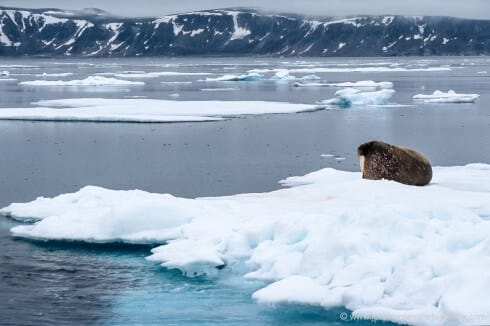 A bull walrus lies on an ice floe north of Nordaustlandet.