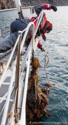 Even with this much kelp our SPADE regularly burrows through to the bottom and holds.