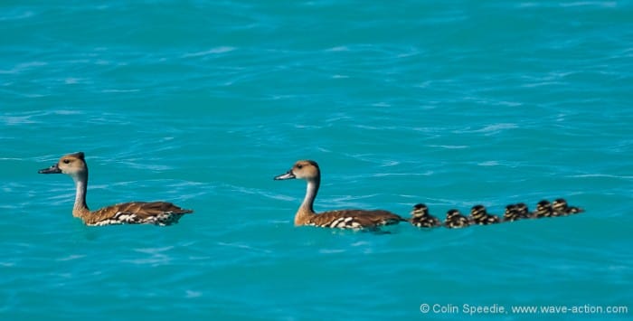 Whistling ducks- Antigua