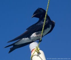 Caribbean martin