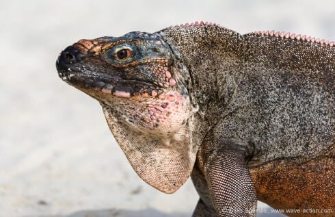 An Allens Cay iguana shows his best side