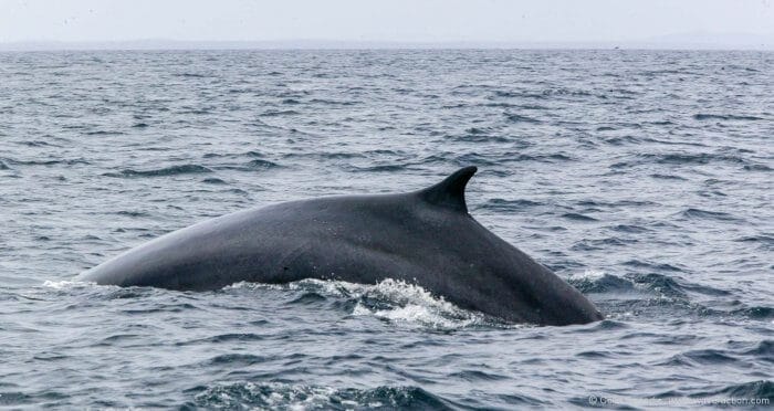 A young fin whale crosses our bow.