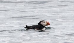 A puffin checks us out.