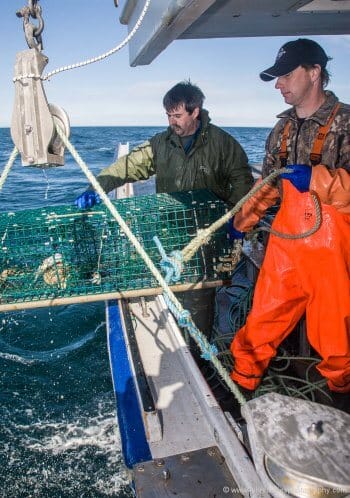 Lobstering off Cape Sable. It's tough work even at the end of the season in the spring of the year.