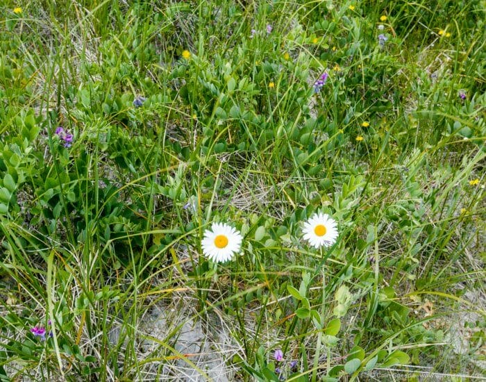 Flower rich dunes