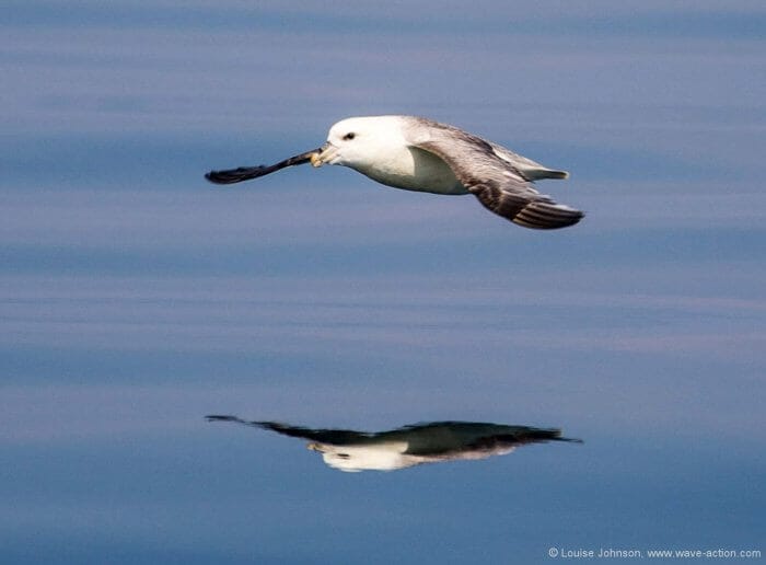 northern-fulmar