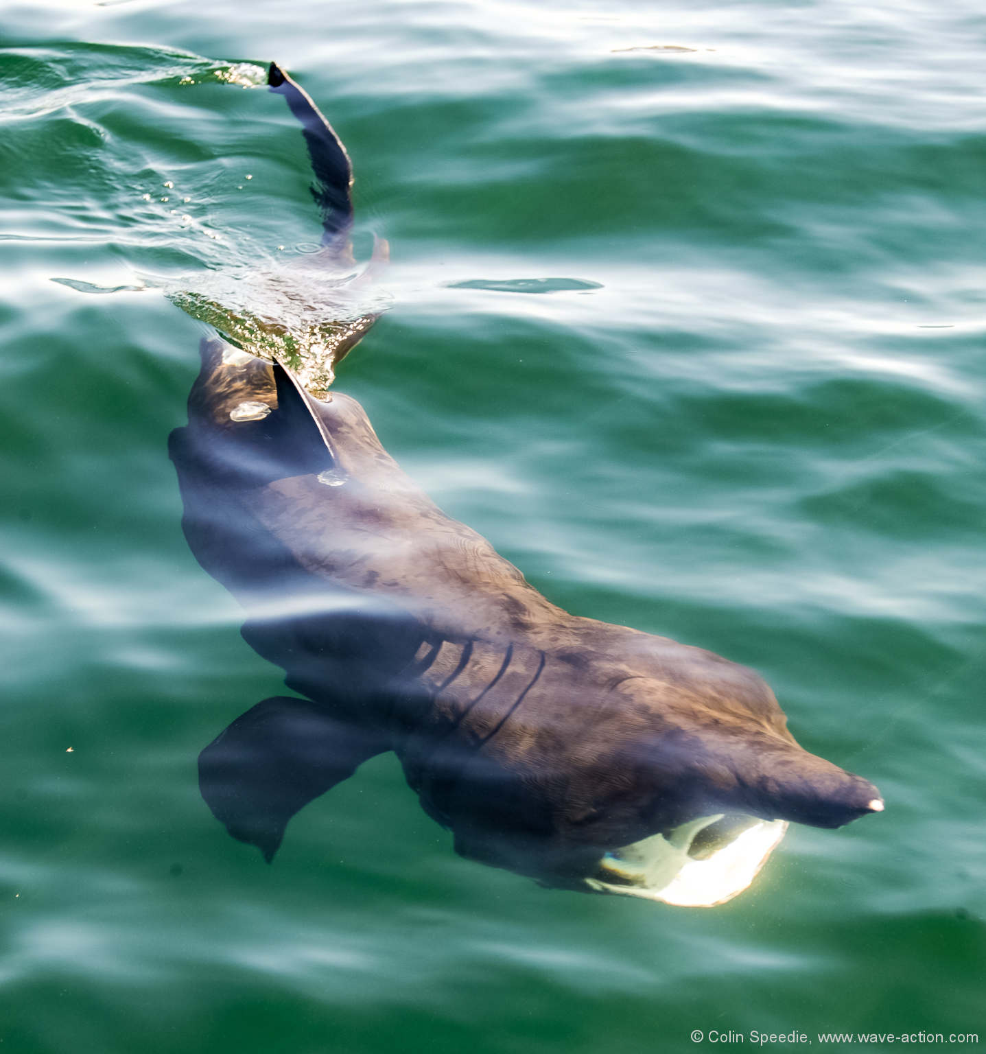 Finding, And Saving, The Basking Shark